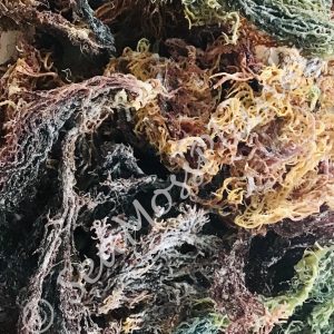 St Lucia Purple Green Gold Mix DRY WILDCRAFTED Sea Moss Buy 2 Get 1 Free 100% Real Sea Moss