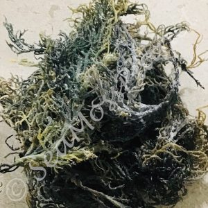 RARE GREEN St Lucia DRY WILDCRAFTED Sea Moss Buy 2 Get 1 Free 100% Real Sea Moss